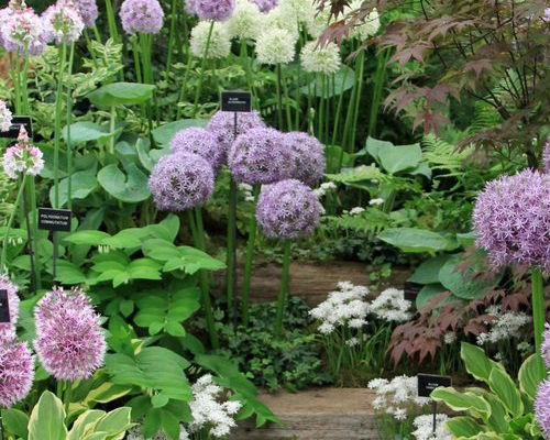 Chelsea Flower Show