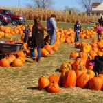 An image of a pumpkin field with people picking pumpkins.